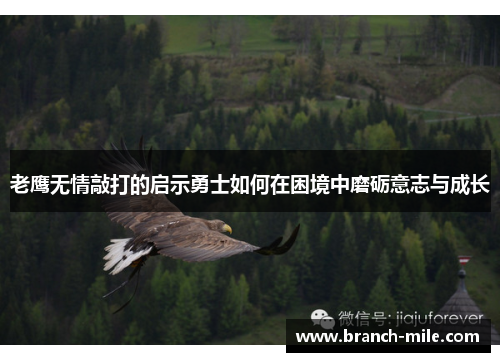 老鹰无情敲打的启示勇士如何在困境中磨砺意志与成长 老鹰无情敲打的启示勇士如何在困境中磨砺意志与成长